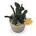 allgala Allgala Small Desktop Artificial Succulent Plant with Natural Clay Pot  - Image 2