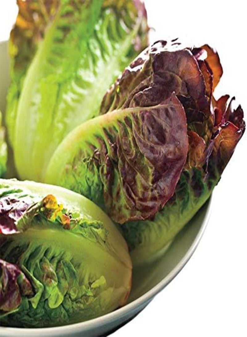 GGOOT Lettuce Salad Mix Edible Plant Seeds, Easy to Grow, Perfect for Spring Gardens, Mini Romaine Blend, Pack of 100 