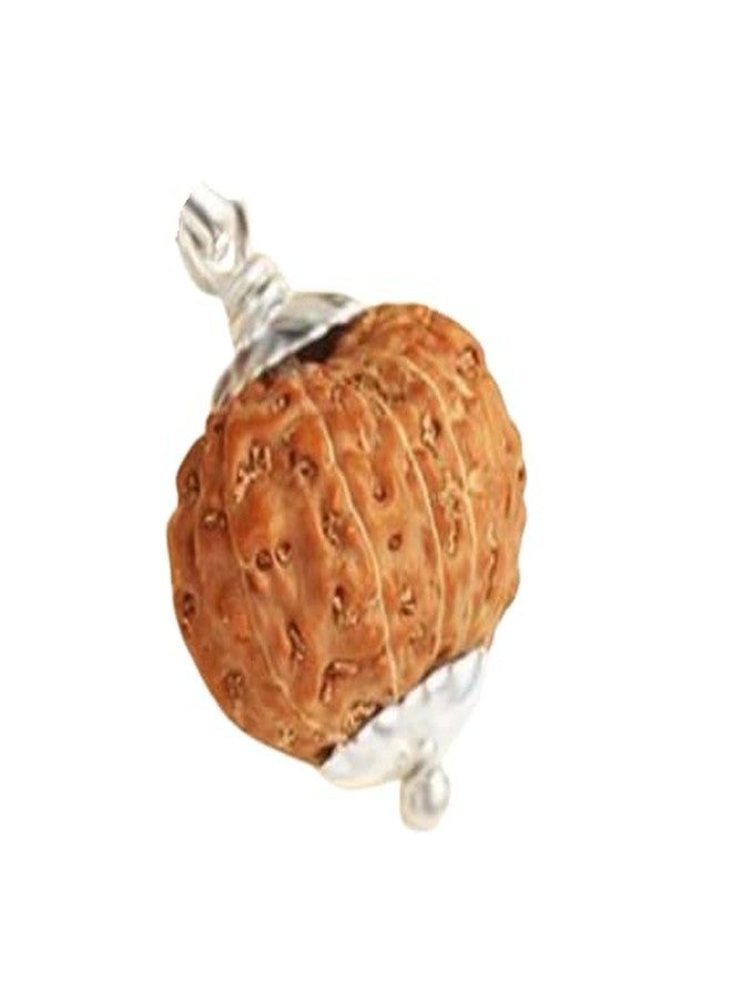 SRT Rudra 11 Mukhi Rudraksha Indonesia 11 Mukhi Rudraksha أصلي معتمد بغطاء فضي Gyarah Mukhi Rudrakshaa 11 Mukhi Rudraksh قلادة إندونيسية أصلية للرجال والنساء - Image 1