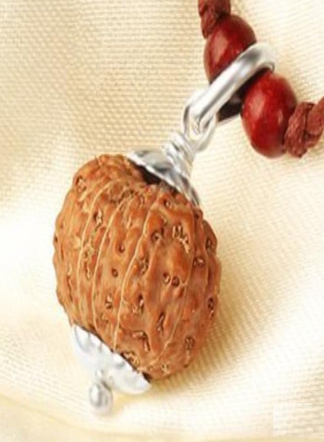 SRT Rudra 11 Mukhi Rudraksha Indonesia 11 Mukhi Rudraksha أصلي معتمد بغطاء فضي Gyarah Mukhi Rudrakshaa 11 Mukhi Rudraksh قلادة إندونيسية أصلية للرجال والنساء - Image 3