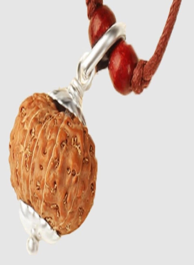 SRT Rudra 11 Mukhi Rudraksha Indonesia 11 Mukhi Rudraksha أصلي معتمد بغطاء فضي Gyarah Mukhi Rudrakshaa 11 Mukhi Rudraksh قلادة إندونيسية أصلية للرجال والنساء - Image 2