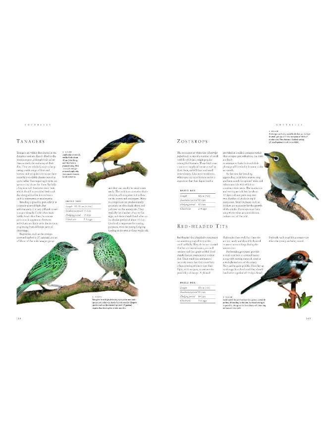 Keeping Pet & Aviary Birds, The Complete Practical Guide to: How to keep pet birds, with expert advice on buying, housing, feeding, handling, breeding and exhibiting - Image 3