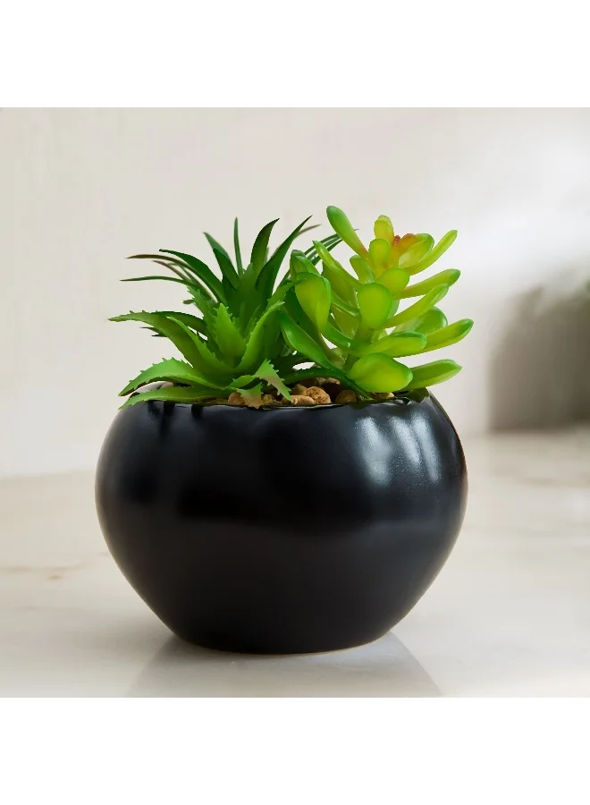Home Box Tant Succulent Plant with Round Ceramic Pot - 12 cm