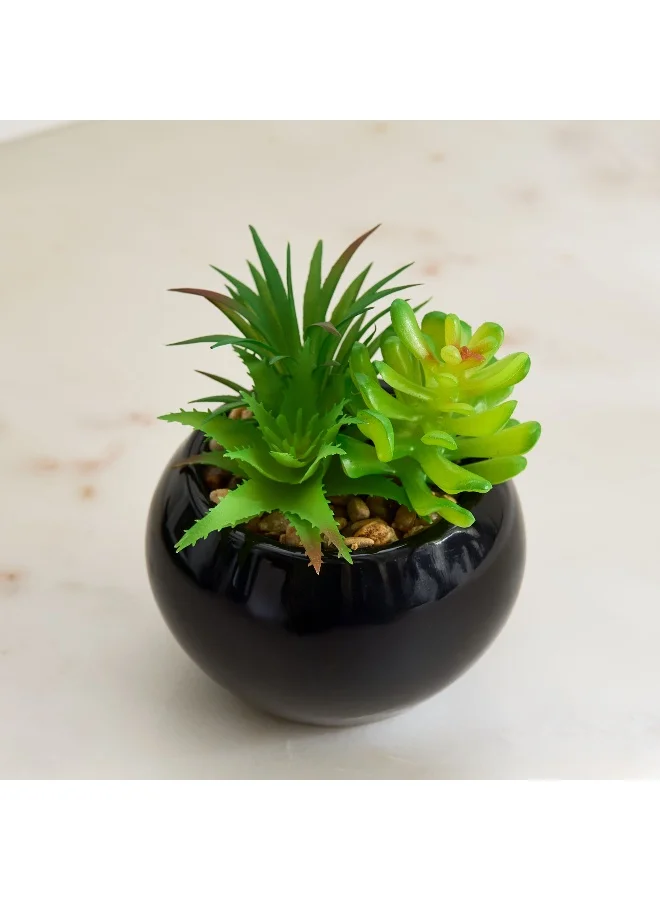 Home Box Tant Succulent Plant with Round Ceramic Pot - 12 cm
