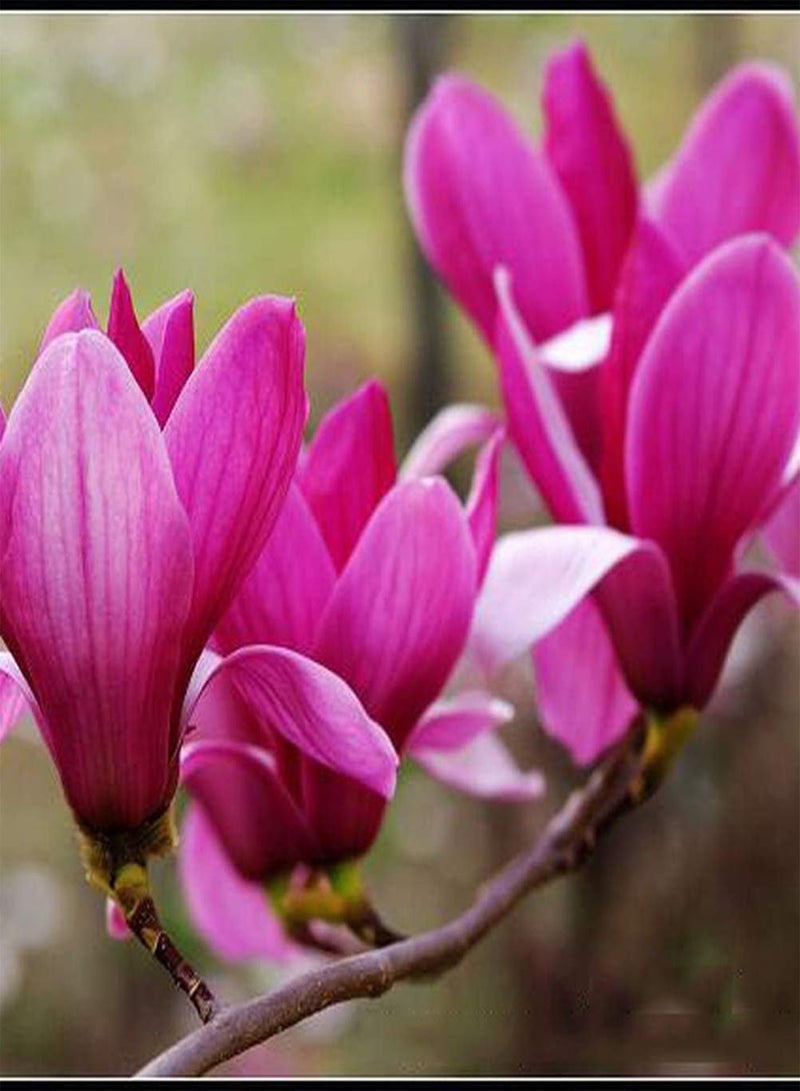 جي جوت 100 قطعة من بذور الماغنوليا، أزهار عطرية أنيقة مناسبة لزراعة أحواض الزهور، قدرة قوية على التكيف مع الزراعة الخارجية، سهلة الصيانة - Image 1