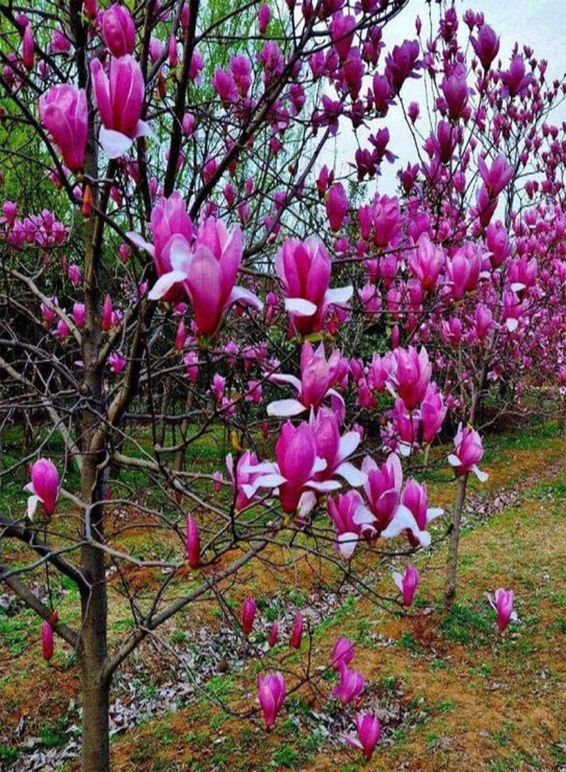 جي جوت 100 قطعة من بذور الماغنوليا، أزهار عطرية أنيقة مناسبة لزراعة أحواض الزهور، قدرة قوية على التكيف مع الزراعة الخارجية، سهلة الصيانة - Image 2