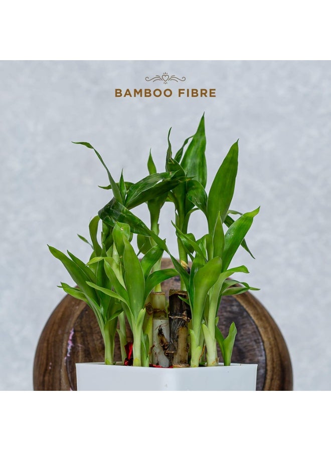 Pee Safe 100% Organic Cotton Biodegradable Sanitary Pads, Overnight | Anti-Bacterial | Superb Absorbency | Long Lasting Protection | Skin Friendly | Comfortable & Easy To Use | Pack of 10 - Image 2