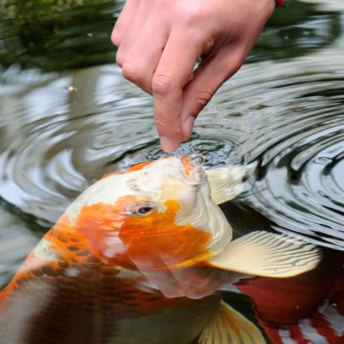 TetraPond Koi Vibrance, Soft Sticks, Floating Pond Food, 16.5 Pounds - Image 5