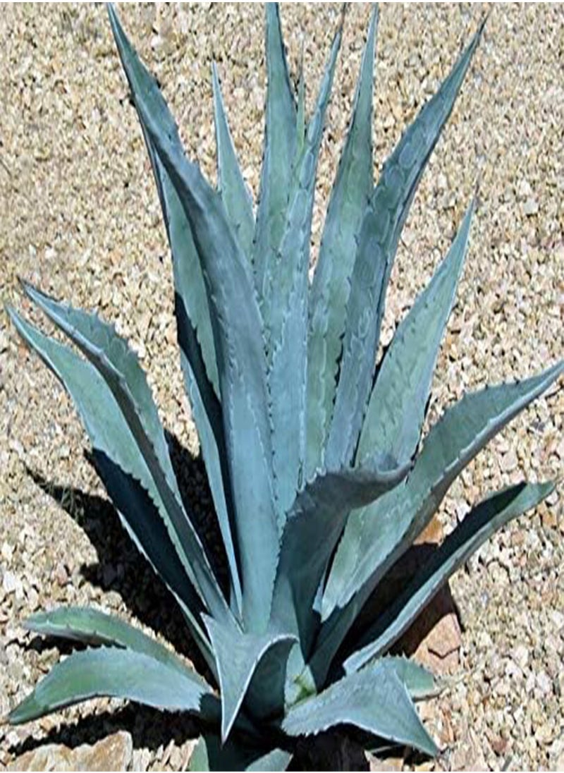 GGOOT Agave Americana, Hardy Tropical Succulent by Heavy Torch, 4 Seeds  - Image 2