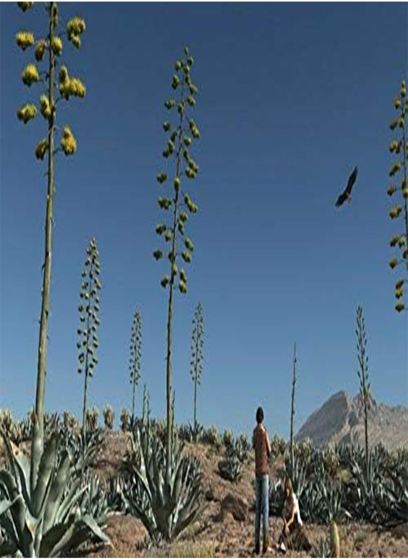 GGOOT Agave Americana, Hardy Tropical Succulent by Heavy Torch, 4 Seeds  - Image 1