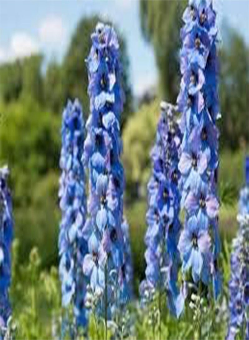 GGOOT seeds Fresh 100 pcs Delphinium Flower Seeds for Planting Dark Blue