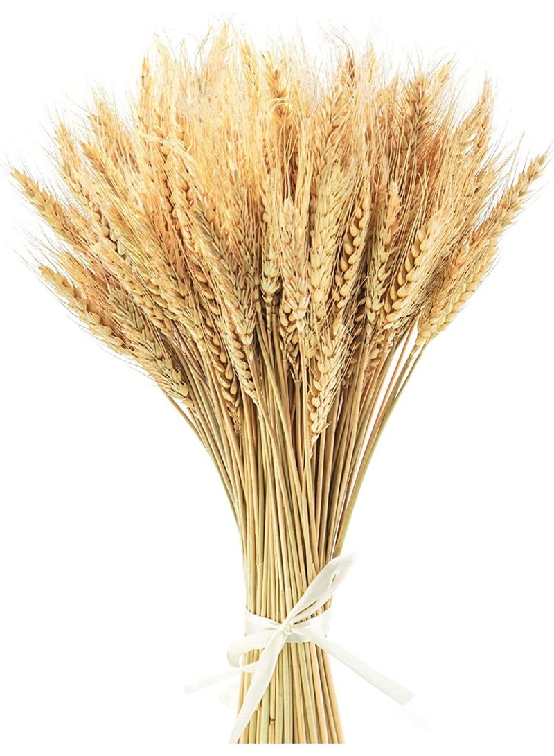 Natural Dried Wheat Flower Bouquet, 100 x 40 cm, for Home Decor & Events - Image 1