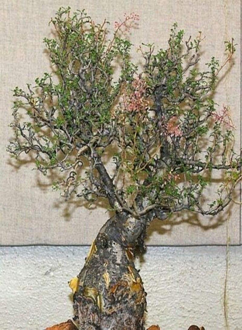 GGOOT Pachycormus Discolor, Elephant Tree Caudiciform Trunk Caudex (PKD) Bonsai Seed 5 Seeds 