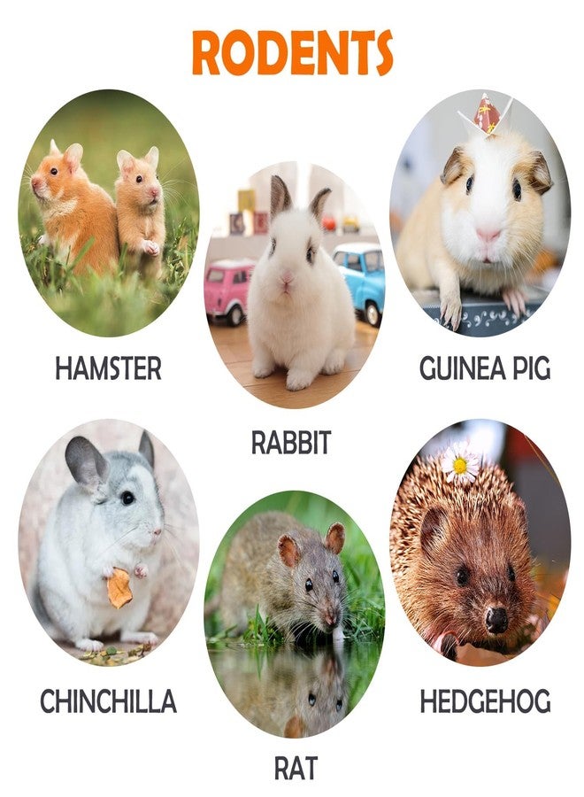 Sofier Rabbit & Guinea Pig Toys 16 Pcs Chew Grass Balls Natural Chews for Rodents - Handmade Enrichment Treats for Chinchillas, Guinea Pigs - Image 4
