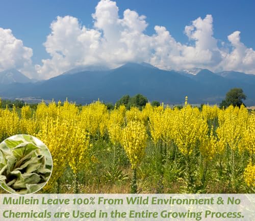 ULTHMOK Premium 50 Mullein Leaf Tea Bags. Made with 100% Pure Mullein Leaves, for Lungs Cleanse and Respiratory Support, No Flavoring & No Additives & Caffeine Free. - Image 2
