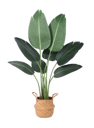 Strelitzia 120cm