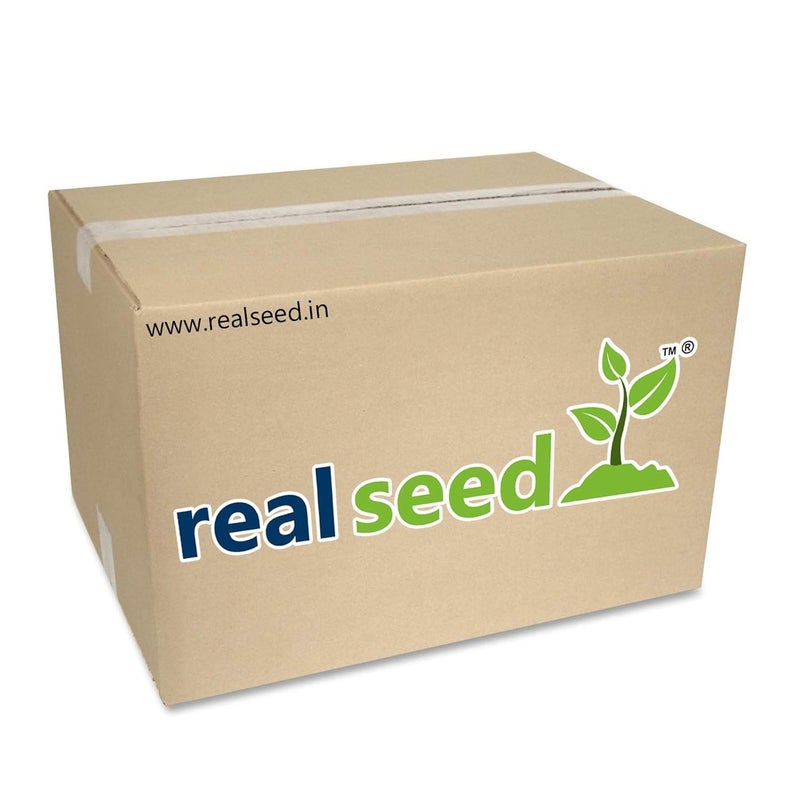 Real Seed مجموعة مصابيح نحاسية عميقة 11 مصباح ديا للاحتراق بالزيت مع فتائل 34 سم × 15 سم - Image 5