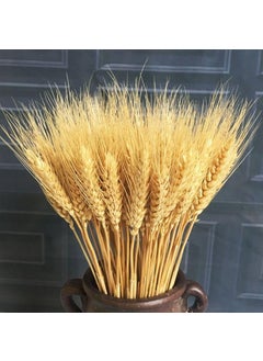 Flowers and Fillers Flowers and Fillers Wheat Grass 100 Sticks EcoFriendly Natural Grass for Vase Filler Home Decor Thanksgiving Decor Christmas Decor Fall Decor BohemianBoho Rustic Decor Dried Flowers 