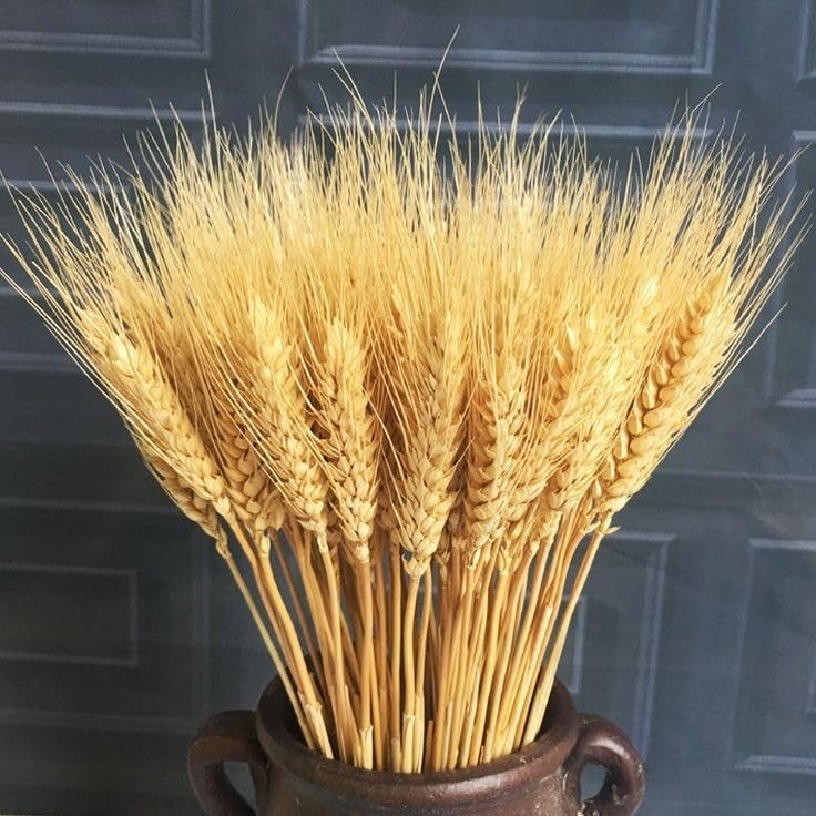 Flowers and Fillers Flowers and Fillers Wheat Grass 100 Sticks EcoFriendly Natural Grass for Vase Filler Home Decor Thanksgiving Decor Christmas Decor Fall Decor BohemianBoho Rustic Decor Dried Flowers 