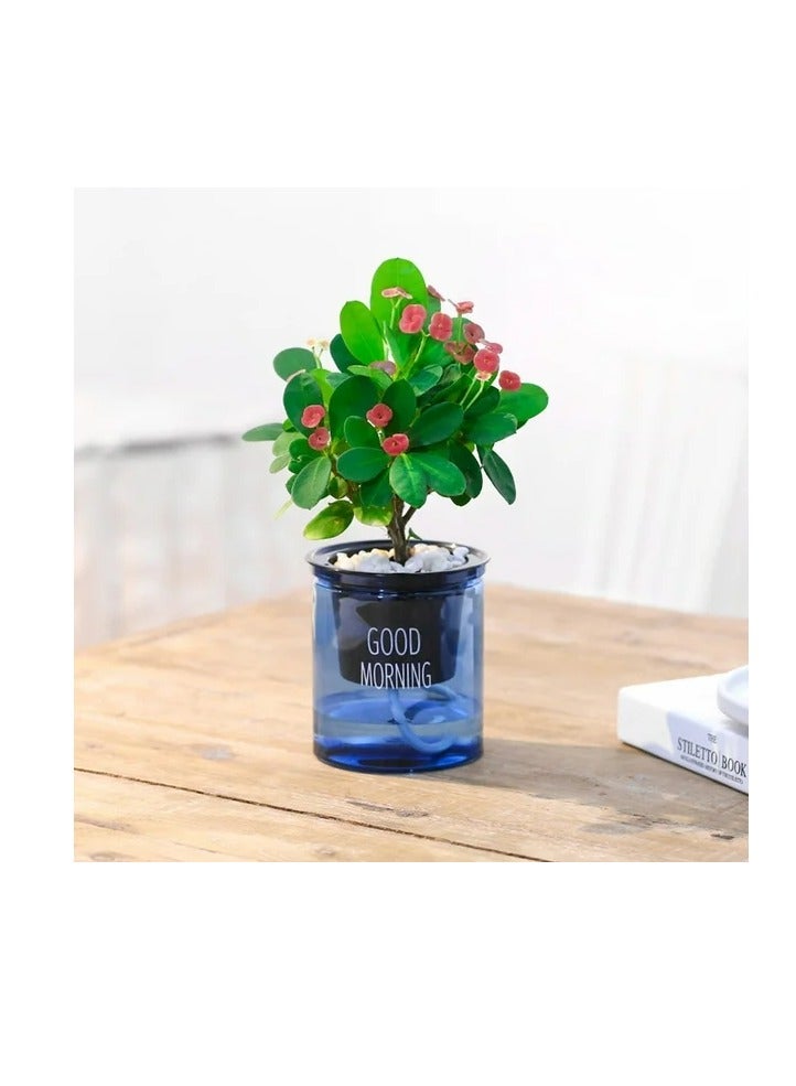 vsell24 AutoWater Bloom, Self-Watering Hydroponic Planter - Transparent Double Layer Resin Flower Pot for Effortless Plant Growth, Blue  - Image 4