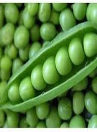 Early Frosty Pea Seeds for Planting, 25 Gram Packet - All Canadian Heirloom Seeds - pzsku/ZE86681E07A8277E2269AZ/45/1746413263/d5b81cb5-f374-4b03-b6ec-179954003ab2