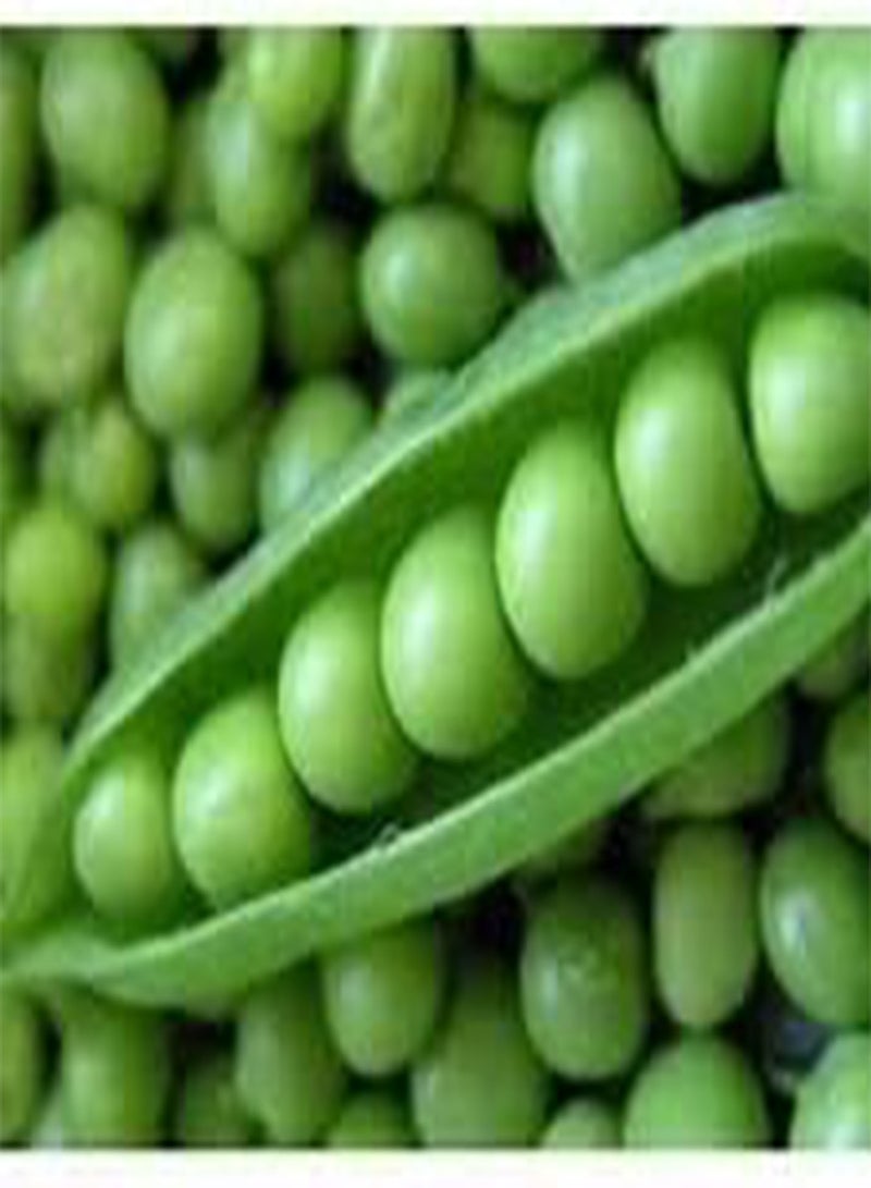 Early Frosty Pea Seeds for Planting, 25 Gram Packet - All Canadian Heirloom Seeds