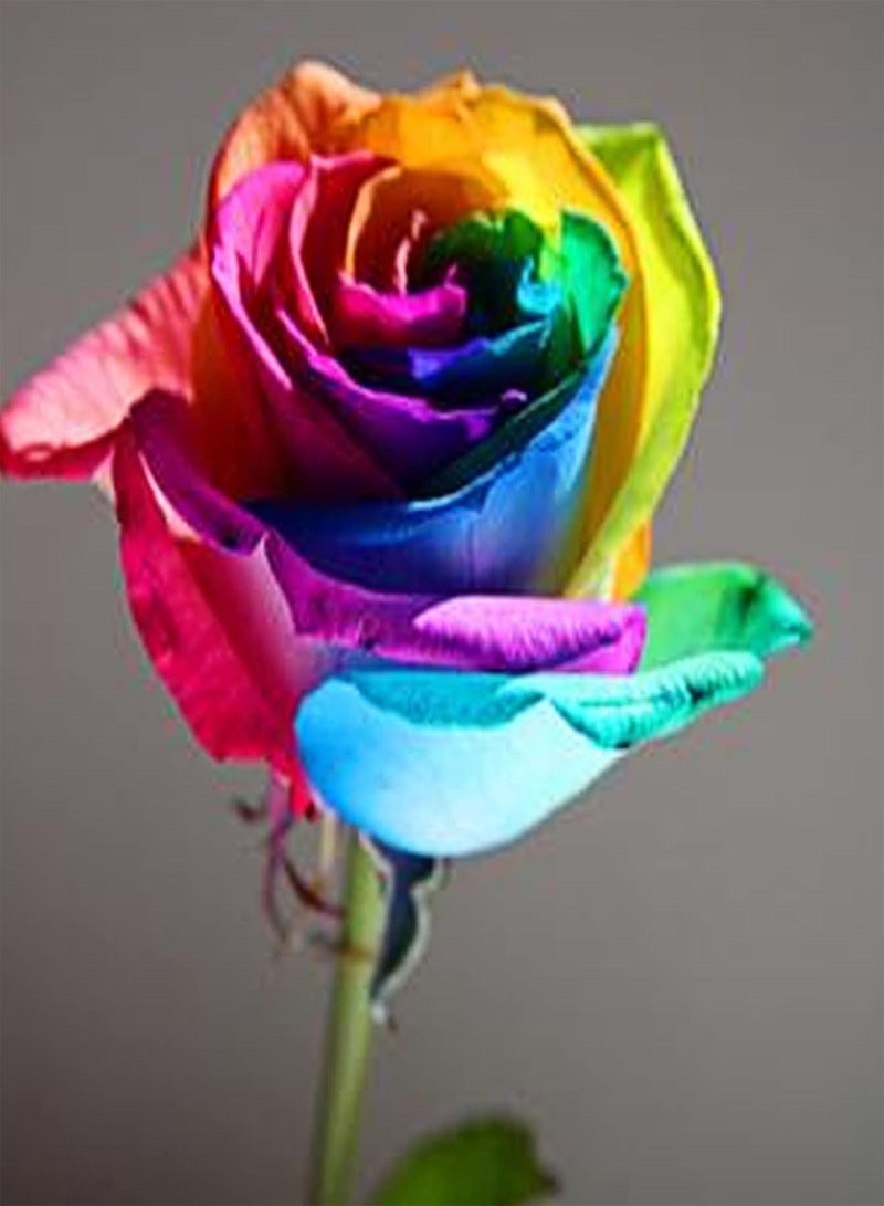 جي جوت بذور الورد، 100 قطعة من بذور النباتات المتكتلة سهلة الإنبات، بذور الورد المختلطة الطبيعية الجذابة، لوازم الحدائق متعددة الألوان - Image 2