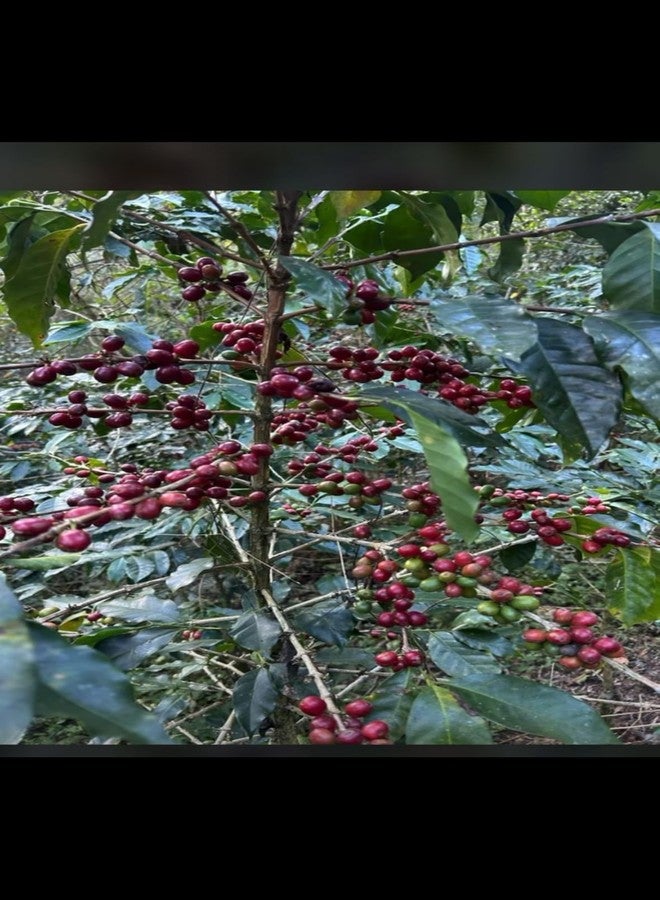 Bella Familia Coffee Co., 14.5oz Bag, WHOLE BEANS, Medium Roast - Roasted Blend - Made from 100% Arabica & Pacas Honduran Beans - A Woman Owned business. - Image 4