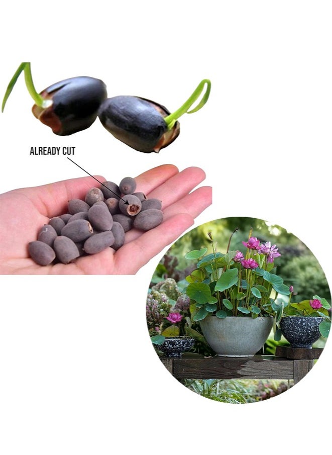 Generic - 20pcs Mixed Water Lily Flower Seeds(Pink Red & Green)for Planting Beautiful Water Plants for Indoor Bonsai, Outdoor Ponds - Image 1