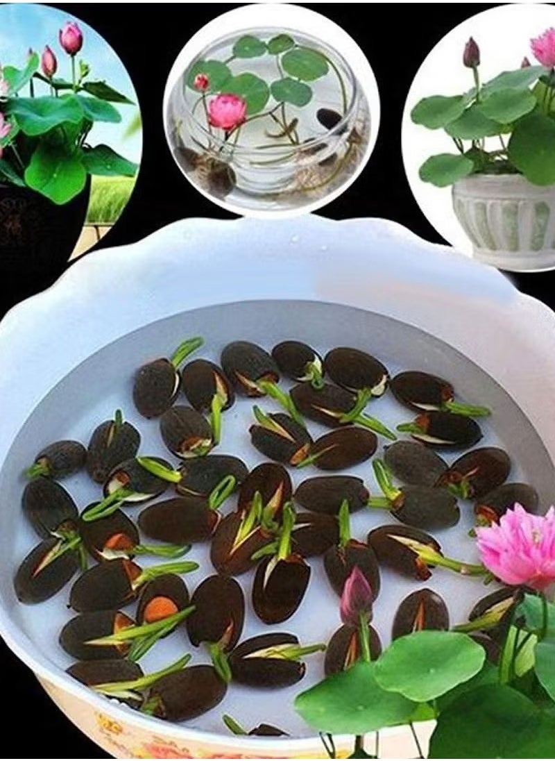 Generic - 20pcs Mixed Water Lily Flower Seeds(Pink Red & Green)for Planting Beautiful Water Plants for Indoor Bonsai, Outdoor Ponds - Image 1