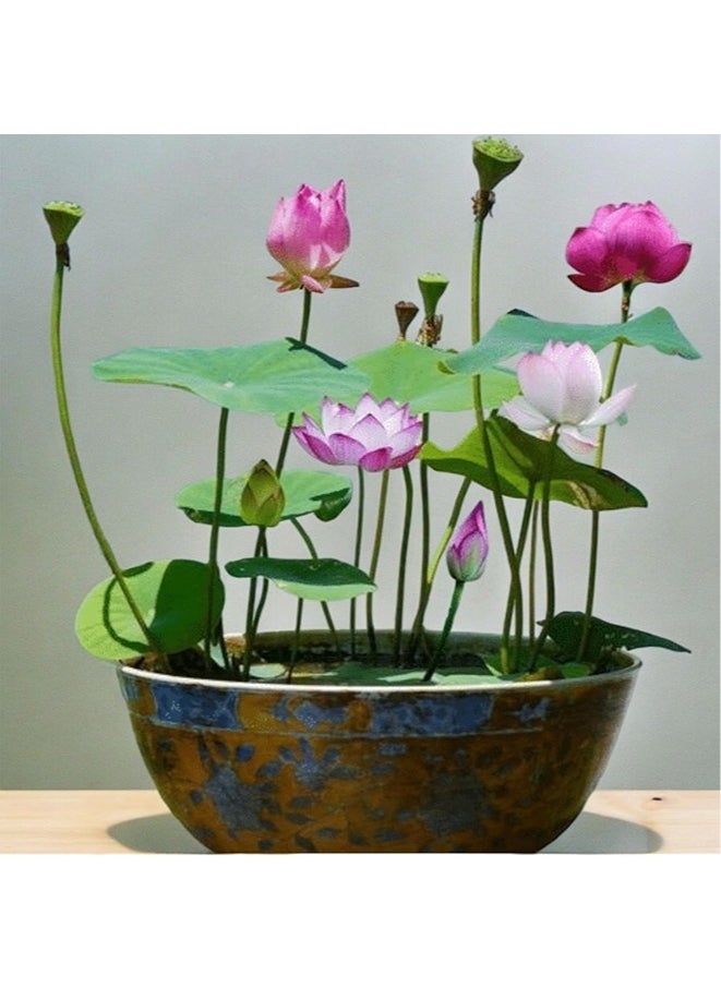 Generic - 20pcs Mixed Water Lily Flower Seeds(Pink Red & Green)for Planting Beautiful Water Plants for Indoor Bonsai, Outdoor Ponds - Image 1