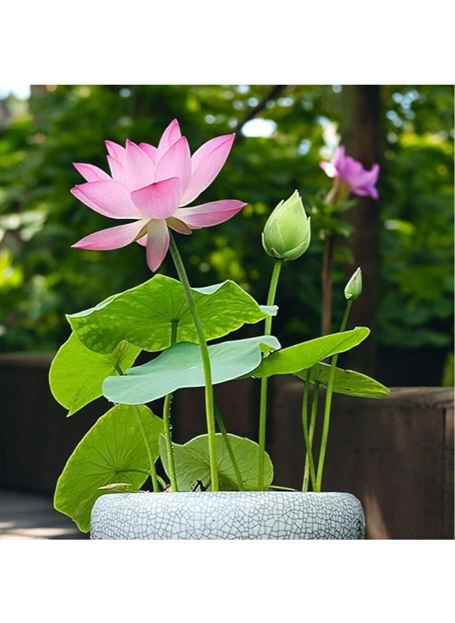 Generic - 20pcs Mixed Water Lily Flower Seeds(Pink Red & Green)for Planting Beautiful Water Plants for Indoor Bonsai, Outdoor Ponds - Image 1