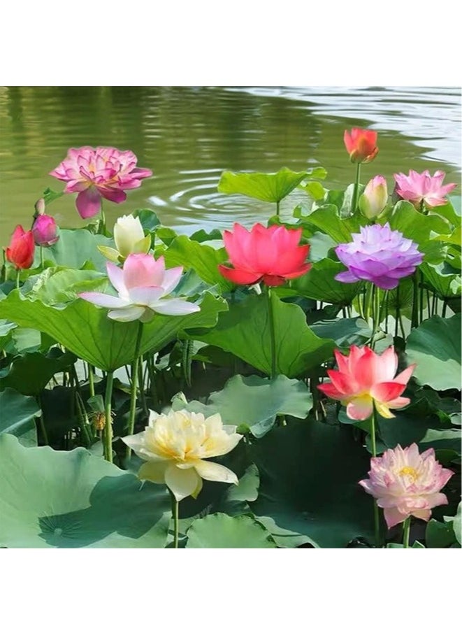Generic - 20pcs Mixed Water Lily Flower Seeds(Pink Red & Green)for Planting Beautiful Water Plants for Indoor Bonsai, Outdoor Ponds - Image 1