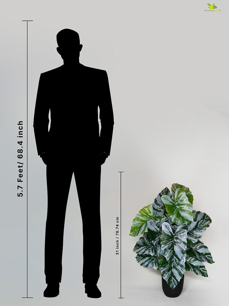 Blooming Floret Artificial Caladium Plant | 78.7 cm Tall with 18 Lifelike Leaves | Durable Faux Indoor Plant with Black Pot for Home & Office Decor - Image 3