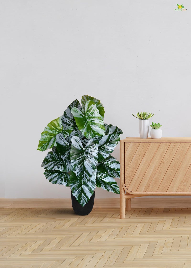 Blooming Floret Artificial Caladium Plant | 78.7 cm Tall with 18 Lifelike Leaves | Durable Faux Indoor Plant with Black Pot for Home & Office Decor - Image 4