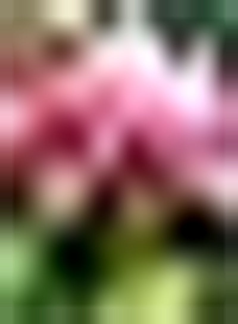 GGOOT 3 x rosafarbene Dahlienzwiebeln Staudengarten seltene Pflanzenarten schaffen eine einzigartige künstlerische Landschaft und Machen die Umgebung schöner - Image 2