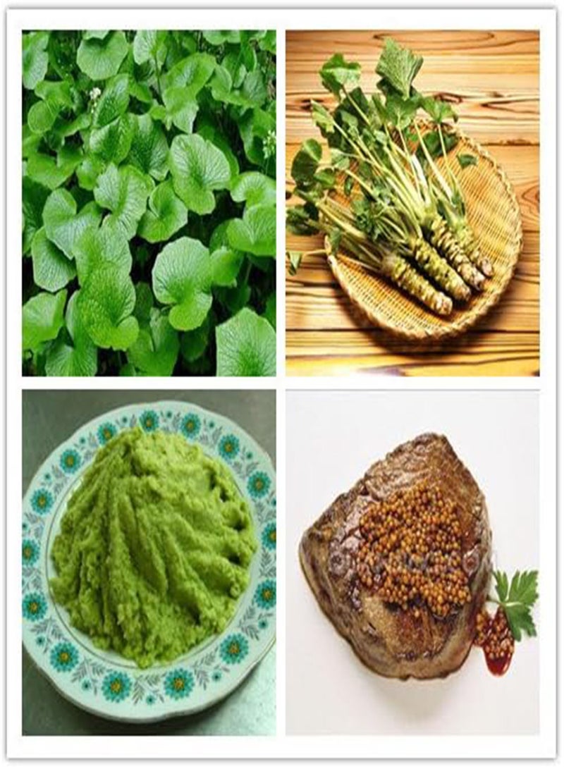 GGOOT Best Selling! 200pcs/lot Wasabi Seeds, Japanese Horseradish Seed Vegetable for planting easy to grow Bonsai Plant DIY Home Garden Plants - Image 2