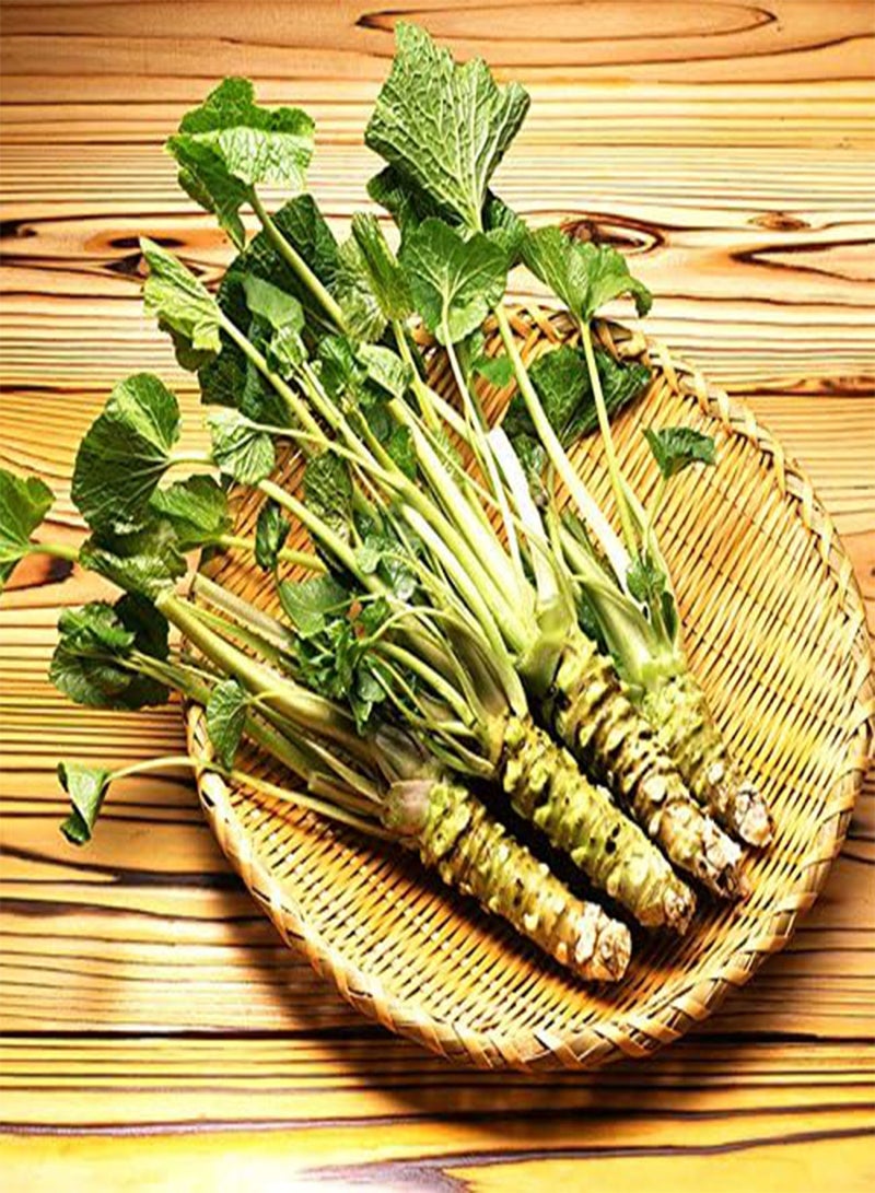 GGOOT Best Selling! 200pcs/lot Wasabi Seeds, Japanese Horseradish Seed Vegetable for planting easy to grow Bonsai Plant DIY Home Garden Plants - Image 1