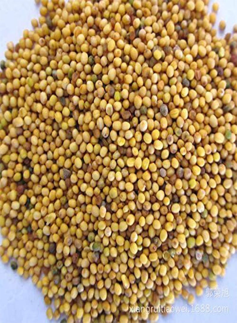 GGOOT Best Selling! 200pcs/lot Wasabi Seeds, Japanese Horseradish Seed Vegetable for planting easy to grow Bonsai Plant DIY Home Garden Plants - Image 5