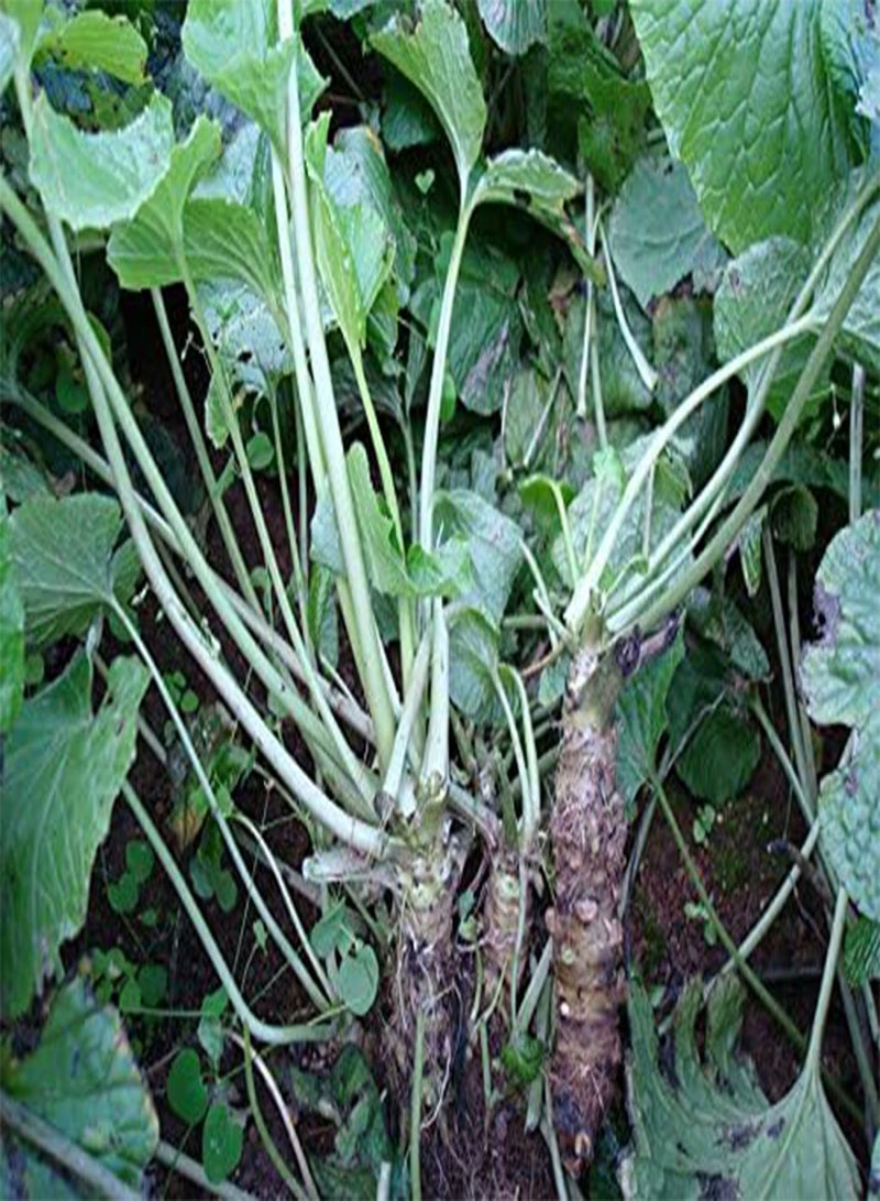 GGOOT Best Selling! 200pcs/lot Wasabi Seeds, Japanese Horseradish Seed Vegetable for planting easy to grow Bonsai Plant DIY Home Garden Plants - Image 4