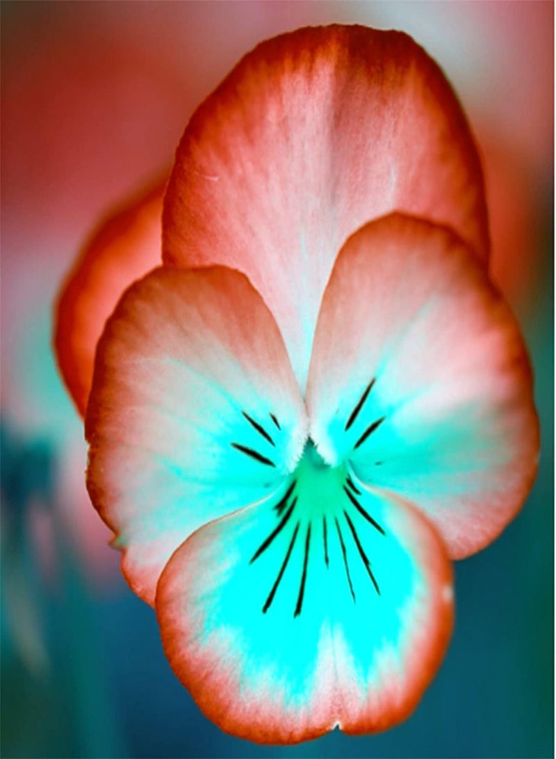 جي جوت بذور زهرة البانسيه، بذور زهور شرقية طازجة، نباتات عطرية، حديقة موروثة، ألوان جميلة مذهلة، بذور أعشاب معمرة، ديكور الحديقة السرية - 100 قطعة، أ - Image 1