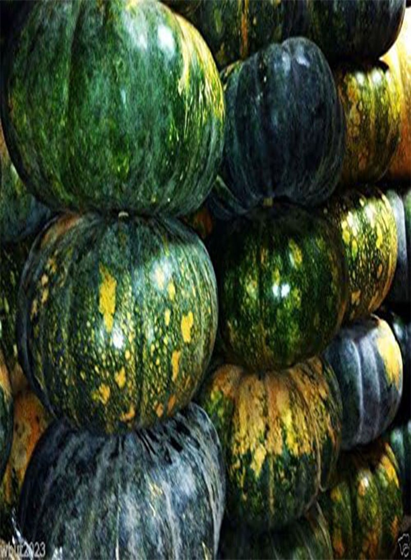 GGOOT Puerto Rican Pumpkin/Calabaza ( 25 Seeds) - Open pollinated, heirloom - Image 4