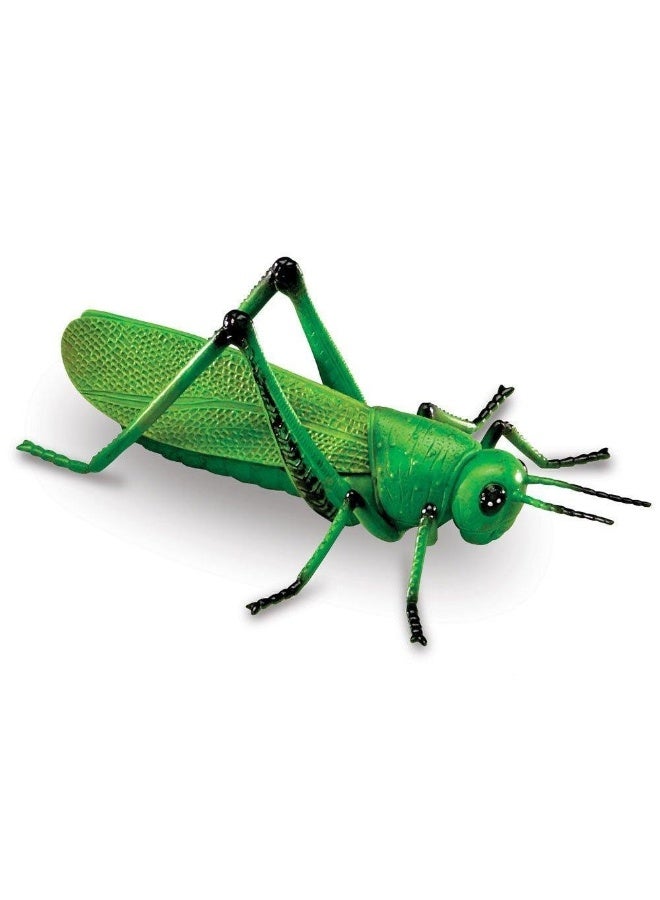 ليرننج ريسورسز مجموعة ألعاب الحشرات العملاقة من Learning Resources، مكونة من 7 قطع من شخصيات الحشرات الواقعية للأطفال للعب الخيالي والتعلم المبكر - Image 4