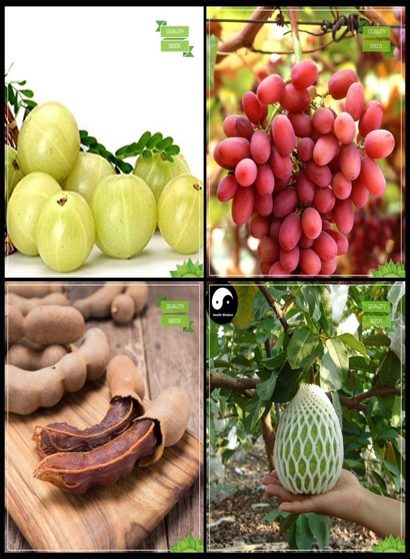 Seeds with Instruction Combo Tree Seeds : Embilcaa  Nelli Grape Sweet Tamarind Thailand Guava Tree Seeds Kitchen Garden Pack