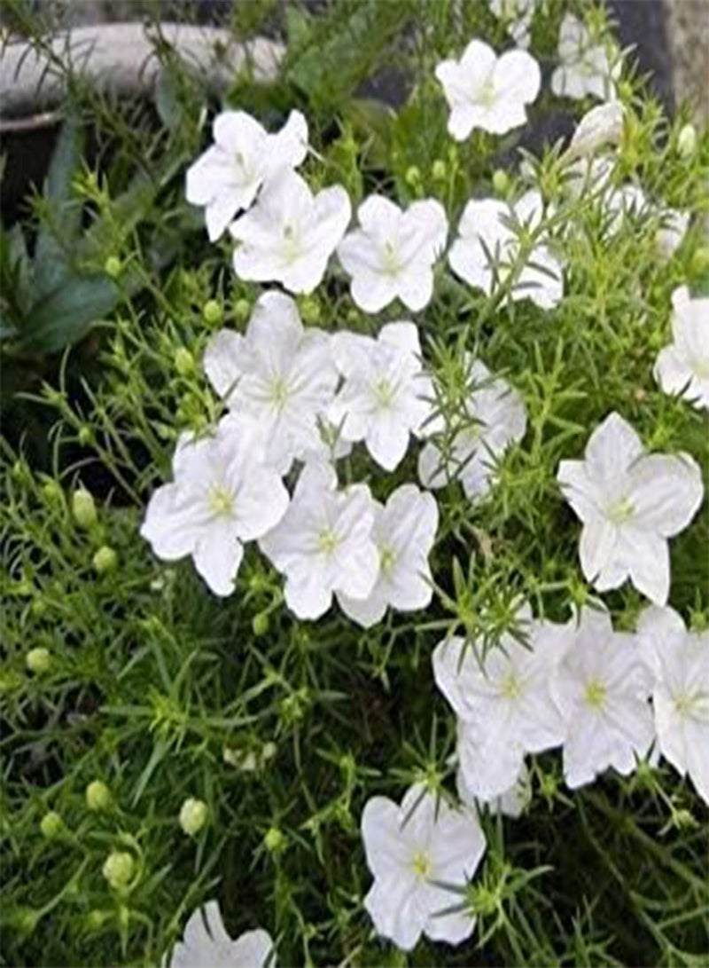 GGOOT Cup Flower White Robe Ground Cover seeds (Nierembergia Hippomanica) 200+seeds