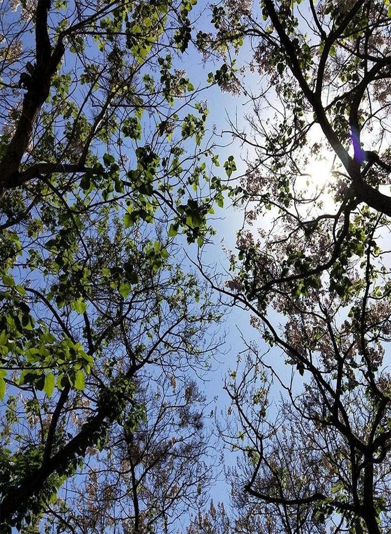 GGOOT 100pcs Paulownia Seeds Planted in Garden Courtyard Beautiful Garden Decoration Create Different Atmosphere Loved by People - Image 2