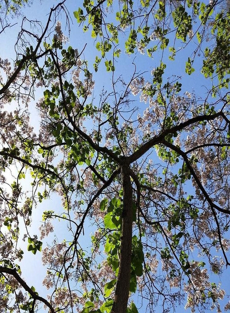 GGOOT 100pcs Paulownia Seeds Planted in Garden Courtyard Beautiful Garden Decoration Create Different Atmosphere Loved by People - Image 1