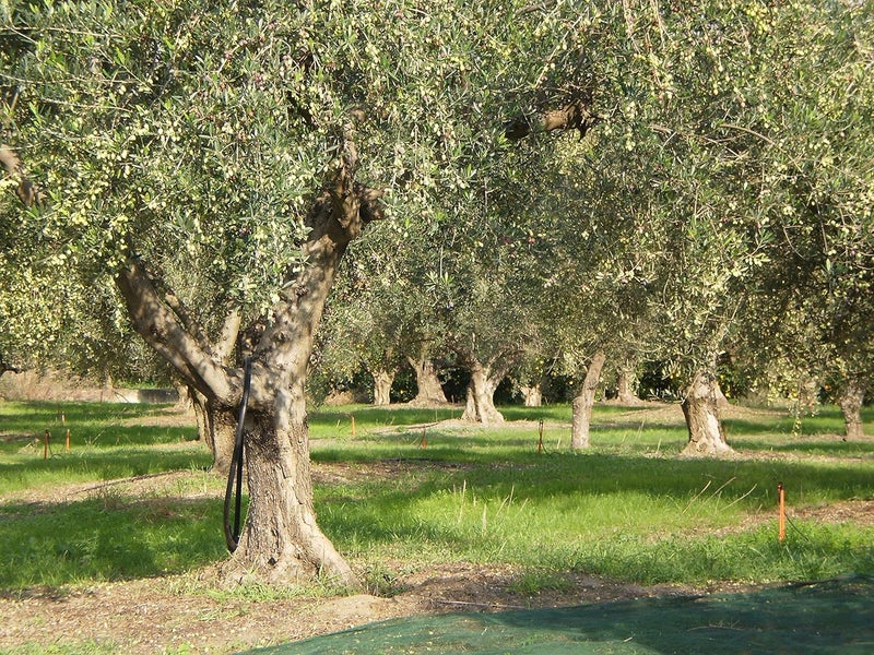 Laconiko Ultra Premium Extra Virgin Olive Oil - 2025 Harvest, Award-Winning Greek Olive Oil - Image 5