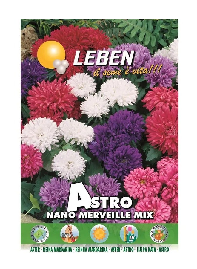 Leben Aster (Astro Nano Merveille Mix) بذور عالية الجودة مصنوعة في إيطاليا