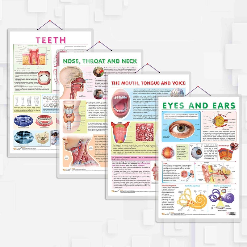 GoWoo COMBO OF 4 ANATOMY CHARTS - Image 1